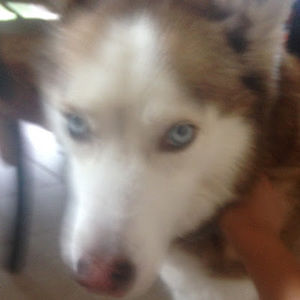 Meet your Posher, Iwalani